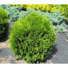 Туя західна Хосері | Туя западная Хосери | Thuja occidentalis Hoseri