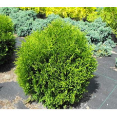 Туя західна Хосері | Туя западная Хосери | Thuja occidentalis Hoseri