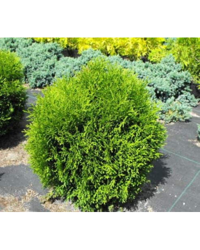 Туя західна Хосері | Туя западная Хосери | Thuja occidentalis Hoseri