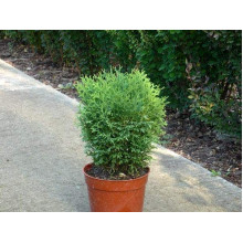Туя західна Хосері | Туя западная Хосери | Thuja occidentalis Hoseri
