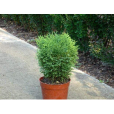 Туя західна Хосері | Туя западная Хосери | Thuja occidentalis Hoseri