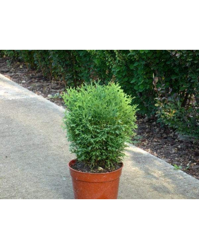 Туя західна Хосері | Туя западная Хосери | Thuja occidentalis Hoseri
