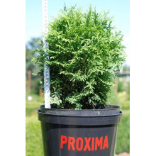 Туя західна Хосері | Туя западная Хосери | Thuja occidentalis Hoseri