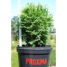 Туя західна Хосері | Туя западная Хосери | Thuja occidentalis Hoseri
