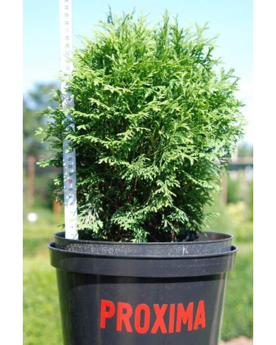 Туя західна Хосері | Туя западная Хосери | Thuja occidentalis Hoseri