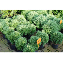 Туя західна Хосері | Туя западная Хосери | Thuja occidentalis Hoseri