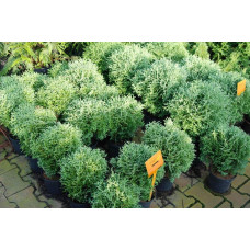 Туя західна Хосері | Туя западная Хосери | Thuja occidentalis Hoseri