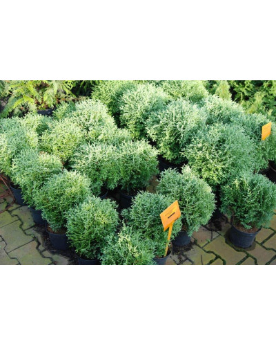 Туя західна Хосері | Туя западная Хосери | Thuja occidentalis Hoseri
