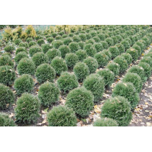 Туя західна Хосері | Туя западная Хосери | Thuja occidentalis Hoseri