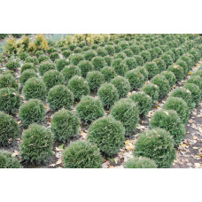Туя західна Хосері | Туя западная Хосери | Thuja occidentalis Hoseri