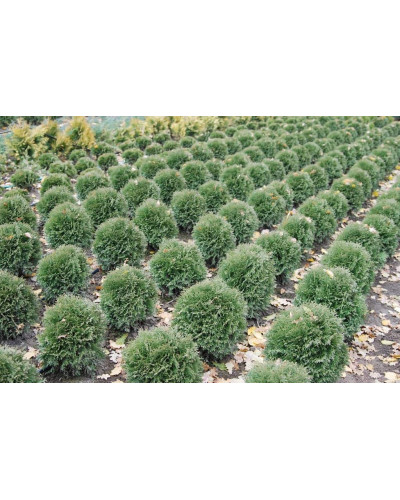 Туя західна Хосері | Туя западная Хосери | Thuja occidentalis Hoseri