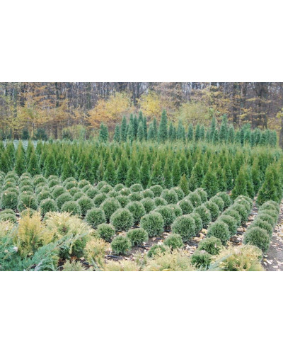 Туя західна Хосері | Туя западная Хосери | Thuja occidentalis Hoseri