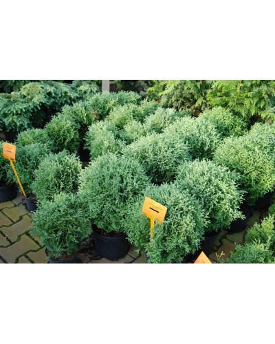 Туя західна Хосері | Туя западная Хосери | Thuja occidentalis Hoseri