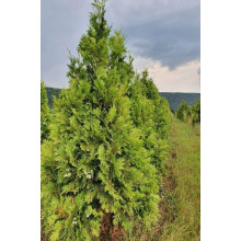 Туя західна Ауреоспіката | Туя западная Ауреоспиката | Thuja occidentalis Aureospicata