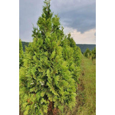 Туя західна Ауреоспіката | Туя западная Ауреоспиката | Thuja occidentalis Aureospicata
