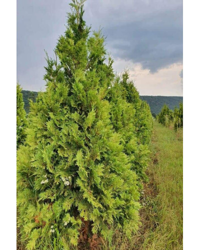 Туя західна Ауреоспіката | Туя западная Ауреоспиката | Thuja occidentalis Aureospicata