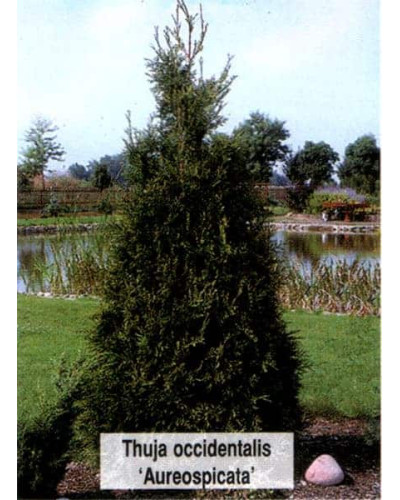 Туя західна Ауреоспіката | Туя западная Ауреоспиката | Thuja occidentalis Aureospicata
