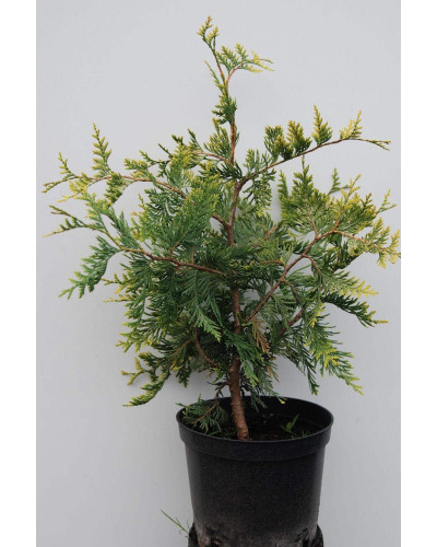 Туя західна Ауреоспіката | Туя западная Ауреоспиката | Thuja occidentalis Aureospicata