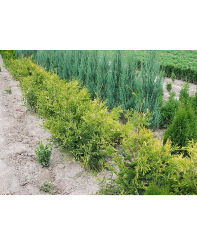 Туя західна Ауреоспіката | Туя западная Ауреоспиката | Thuja occidentalis Aureospicata