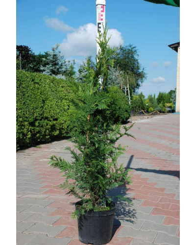 Туя західна Ауреоспіката | Туя западная Ауреоспиката | Thuja occidentalis Aureospicata