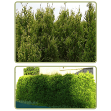 Туя західна Ауреоспіката | Туя западная Ауреоспиката | Thuja occidentalis Aureospicata