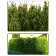Туя західна Ауреоспіката | Туя западная Ауреоспиката | Thuja occidentalis Aureospicata