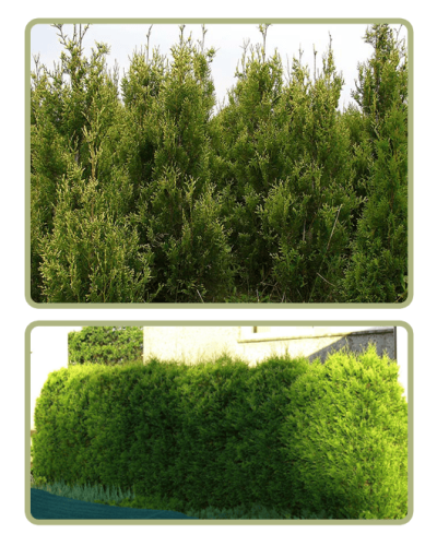 Туя західна Ауреоспіката | Туя западная Ауреоспиката | Thuja occidentalis Aureospicata