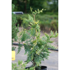 Туя західна Ауреоспіката | Туя западная Ауреоспиката | Thuja occidentalis Aureospicata