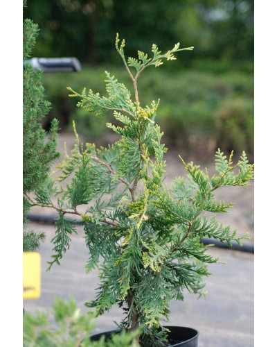 Туя західна Ауреоспіката | Туя западная Ауреоспиката | Thuja occidentalis Aureospicata