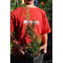 Туя західна Ауреоспіката | Туя западная Ауреоспиката | Thuja occidentalis Aureospicata