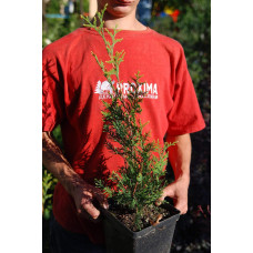 Туя західна Ауреоспіката | Туя западная Ауреоспиката | Thuja occidentalis Aureospicata