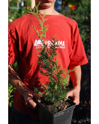 Туя західна Ауреоспіката | Туя западная Ауреоспиката | Thuja occidentalis Aureospicata