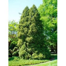 Туя західна Ауреоспіката | Туя западная Ауреоспиката | Thuja occidentalis Aureospicata