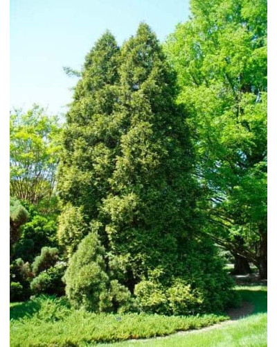 Туя західна Ауреоспіката | Туя западная Ауреоспиката | Thuja occidentalis Aureospicata