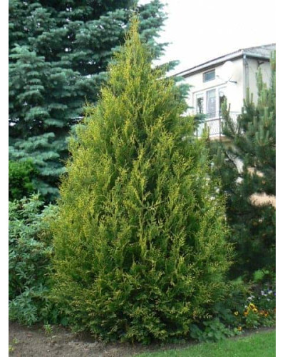 Туя західна Ауреоспіката | Туя западная Ауреоспиката | Thuja occidentalis Aureospicata