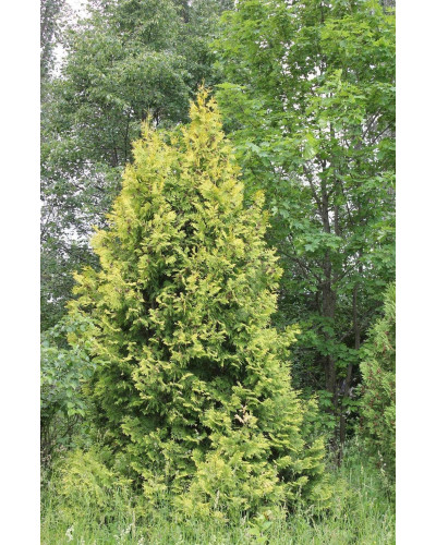 Туя західна Ауреоспіката | Туя западная Ауреоспиката | Thuja occidentalis Aureospicata