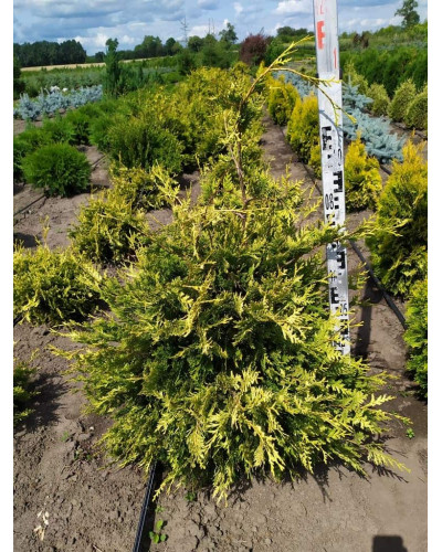 Туя західна Ауреоспіката | Туя западная Ауреоспиката | Thuja occidentalis Aureospicata