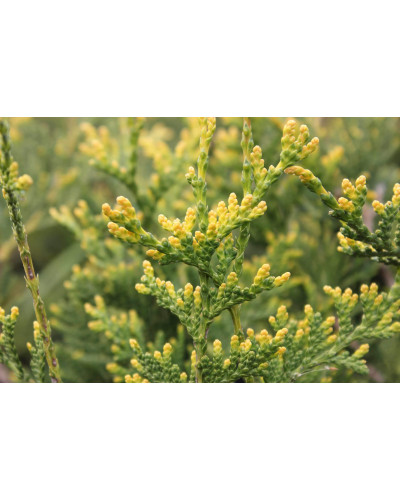Туя західна Ауреоспіката | Туя западная Ауреоспиката | Thuja occidentalis Aureospicata