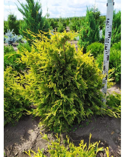Туя західна Ауреоспіката | Туя западная Ауреоспиката | Thuja occidentalis Aureospicata