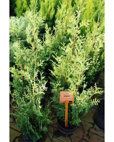 Туя західна Ауреоспіката | Туя западная Ауреоспиката | Thuja occidentalis Aureospicata