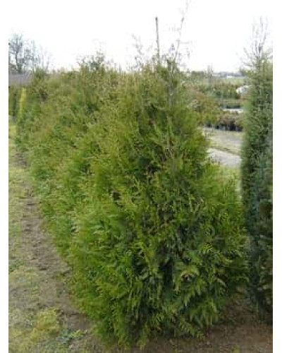 Туя західна Ауреоспіката | Туя западная Ауреоспиката | Thuja occidentalis Aureospicata