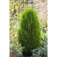 Туя західна Тотем Смарагд | Thuja оccidentalis Totem Smaragd | Туя западная Тотем Смарагд