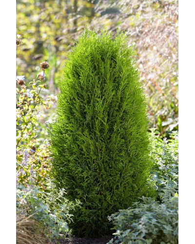 Туя західна Тотем Смарагд | Thuja оccidentalis Totem Smaragd | Туя западная Тотем Смарагд