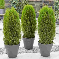 Туя західна Тотем Смарагд | Thuja оccidentalis Totem Smaragd | Туя западная Тотем Смарагд