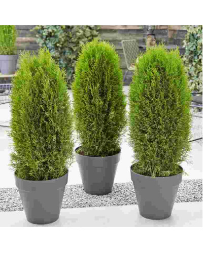 Туя західна Тотем Смарагд | Thuja оccidentalis Totem Smaragd | Туя западная Тотем Смарагд