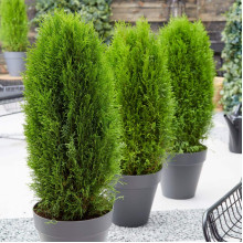 Туя західна Тотем Смарагд | Thuja оccidentalis Totem Smaragd | Туя западная Тотем Смарагд