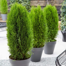 Туя західна Тотем Смарагд | Thuja оccidentalis Totem Smaragd | Туя западная Тотем Смарагд