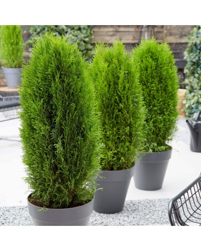 Туя західна Тотем Смарагд | Thuja оccidentalis Totem Smaragd | Туя западная Тотем Смарагд