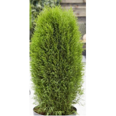 Туя західна Тотем Смарагд | Thuja оccidentalis Totem Smaragd | Туя западная Тотем Смарагд