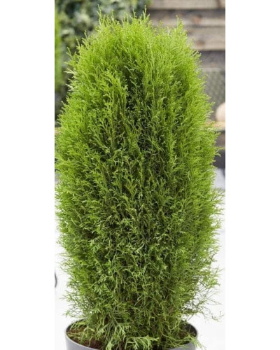 Туя західна Тотем Смарагд | Thuja оccidentalis Totem Smaragd | Туя западная Тотем Смарагд
